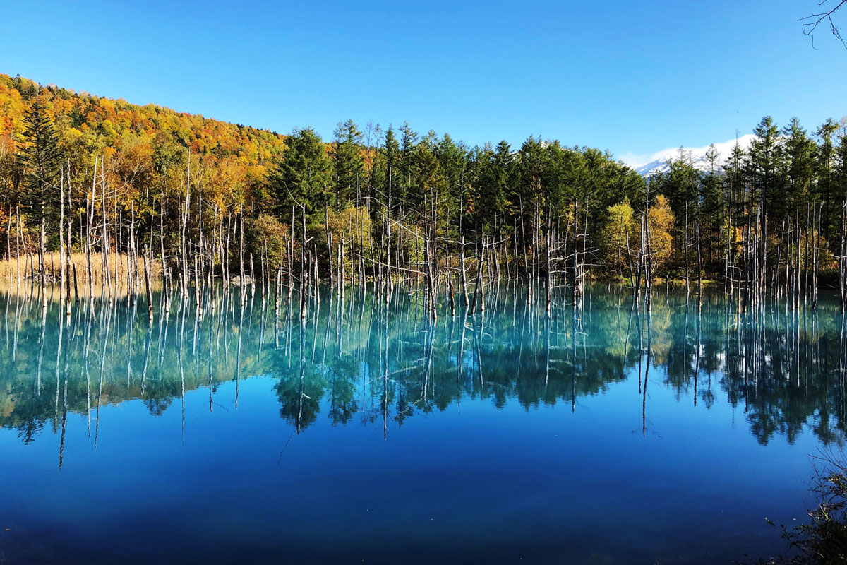 Blue Pond in Biei
