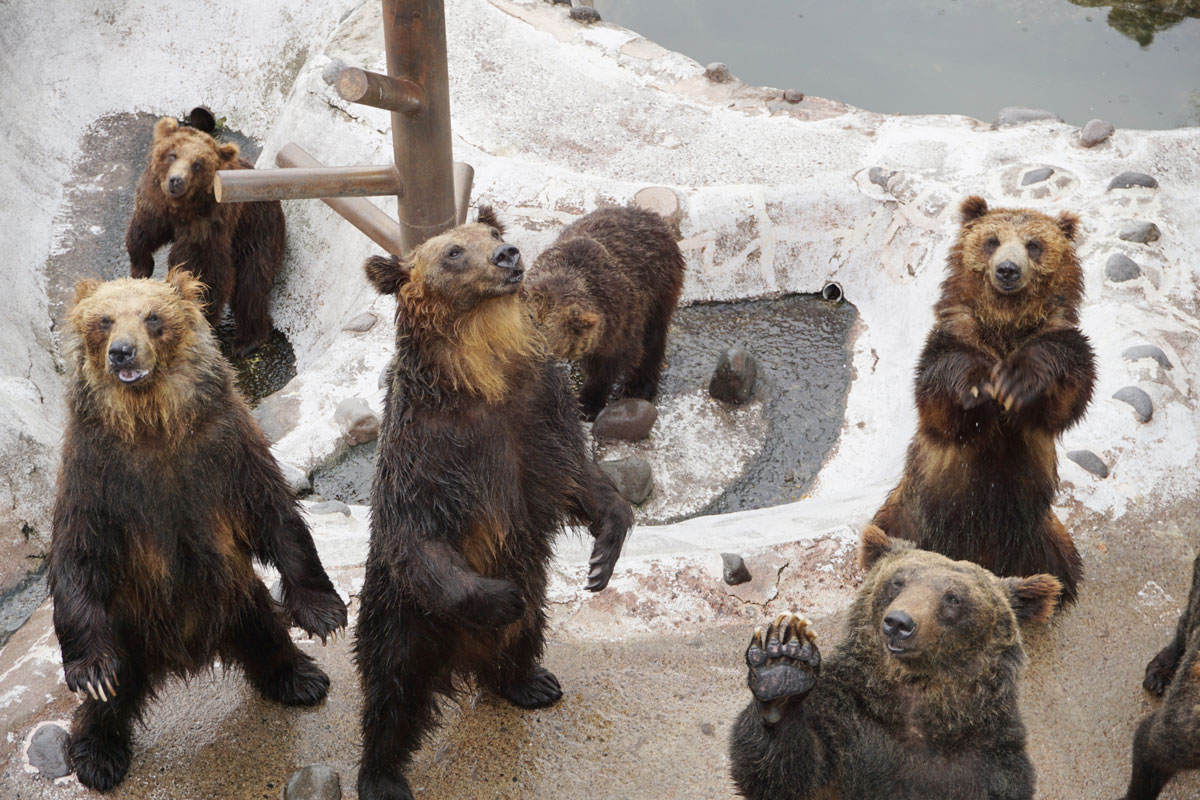 Noboribetsu Bear Park