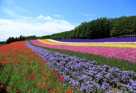 asahikawa_nakafu1 中富良野