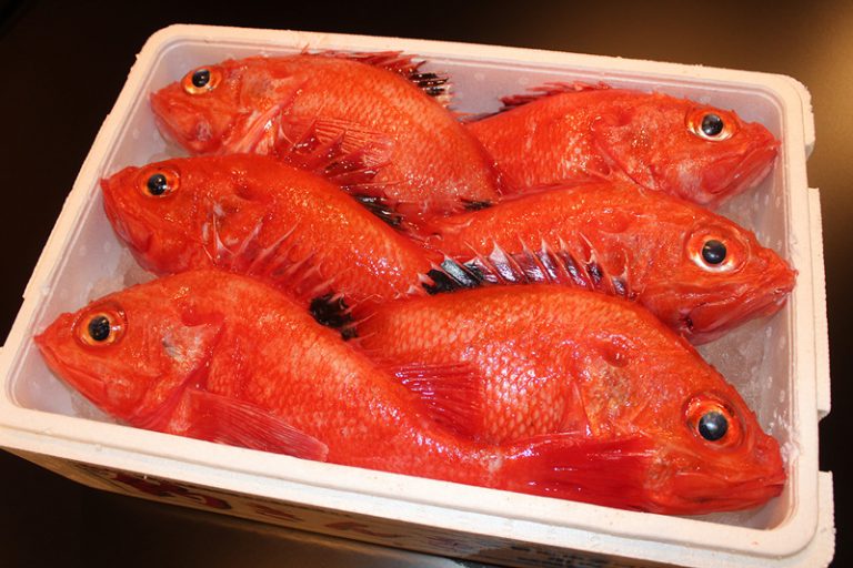 Channel rockfish