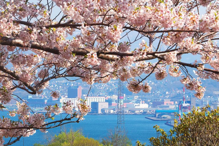 Cherry blossom viewing spots in Hokkaido