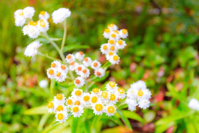Anaphalis margaritacea (Yamahahako)