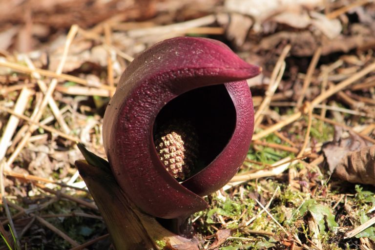 Symplocarpus renifolius (April - June) (Zazenso)
