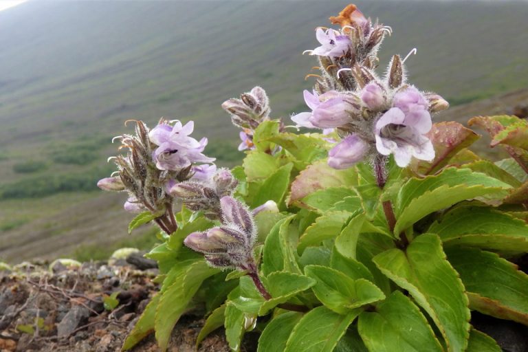 Pennellianthus frutescens (April to June)(Iwabukuro)