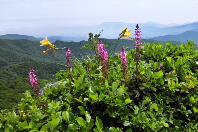 Chamerion angustifolium (Yanagiran)