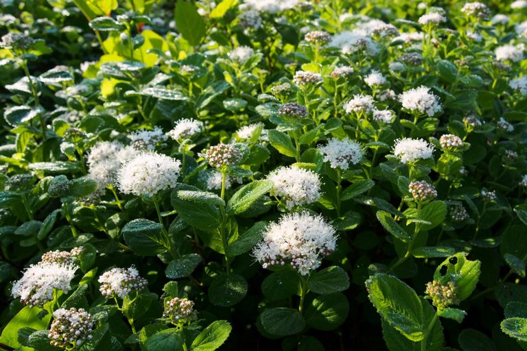 Spiraea betulifolia var. betulifolia (June) (Marubashimotsuke)