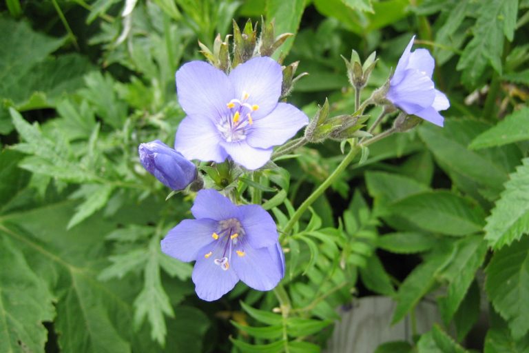 Lebun hana-sinobo (June) (Polemonium caeruleum subsp.laxiflorum f.insulare)