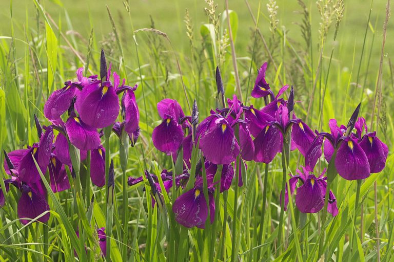 Iris ensata (Nohanashoubu) / Beniya Primeval Flower Garden