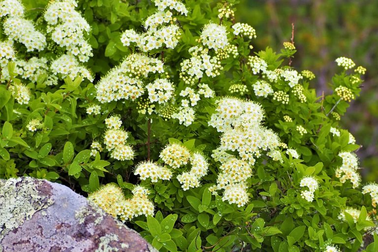 Spriraea media var. sericea (June) (Ezo shimotsuke)