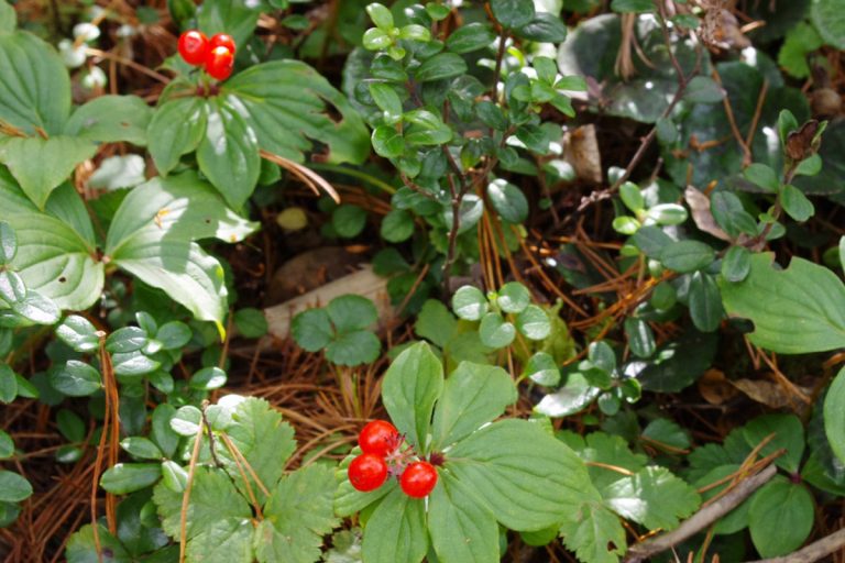 Vaccinium vitis-idaea (Kokemomo)