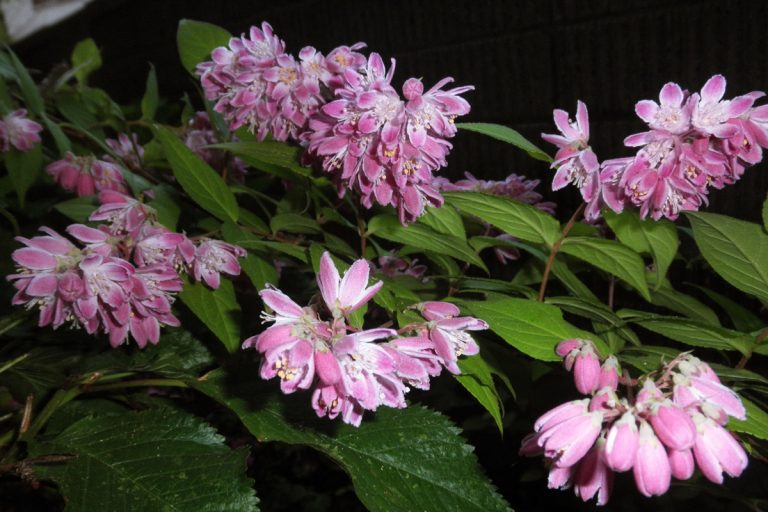 Deutzia crenata,forma bicolor , (Sakurautsugi) (June Odori Park)