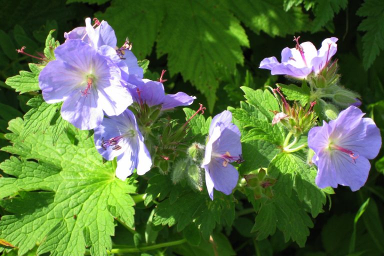Glaucidium palmatum (Shiraneaoi) (April Hokkaido University Botanical Garden)