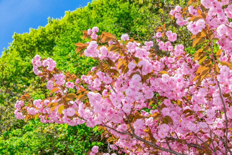 Cherry blossom viewing spots in Hokkaido