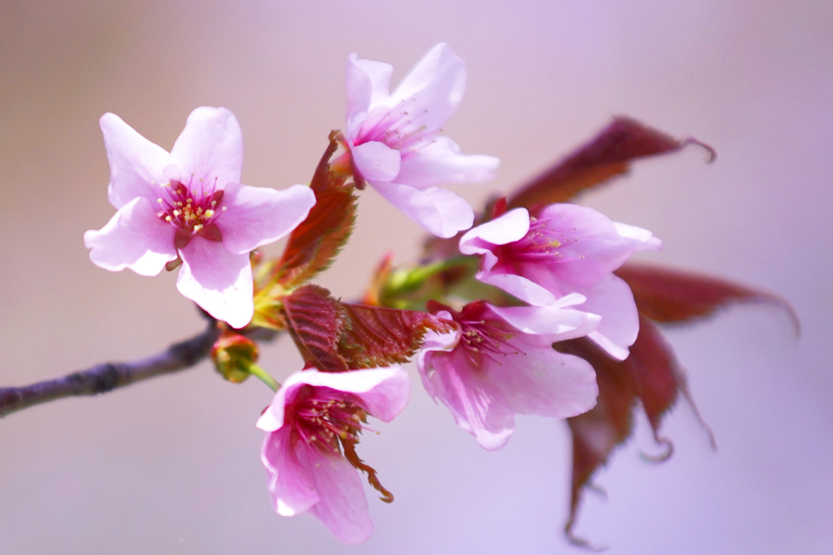 uu_sakura_chishima1.jpg