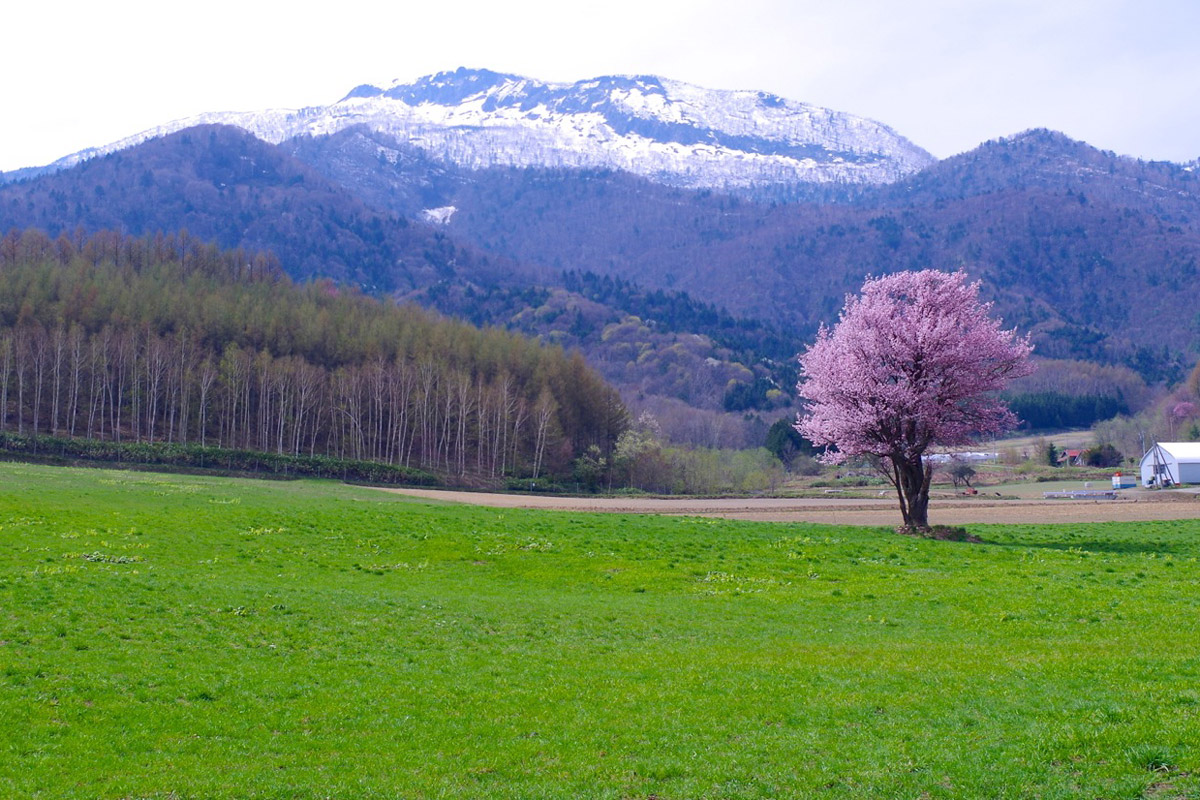 Cherry blossom viewing spots in Hokkaido