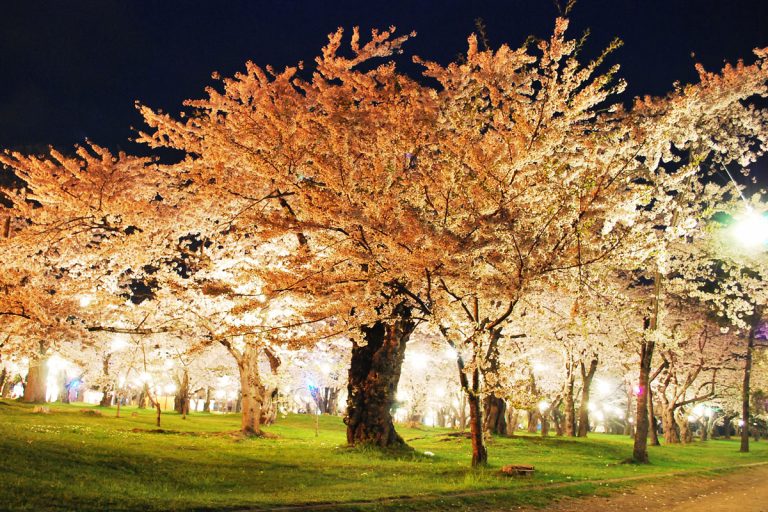 Cherry blossom viewing spots in Hokkaido