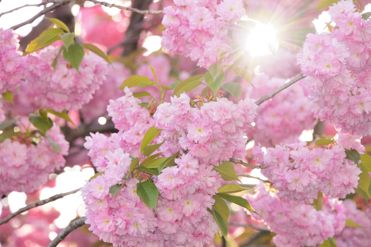 uu_sakura_yae1.jpg