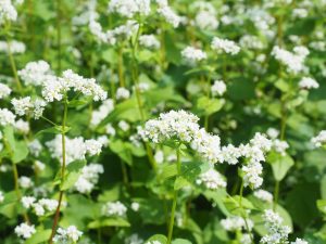 Read more about the article Japan’s No.1 Soba Village, Horokanai Town, Hokkaido, website released