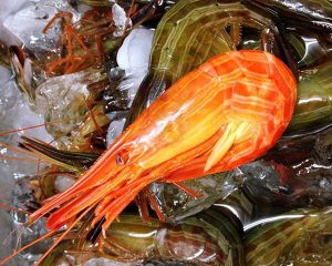 Shrimp